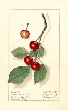 Prunus avium: Spate Amarelle