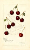 Prunus avium: Suda