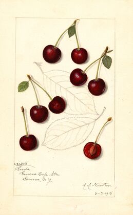 Prunus avium: Suda