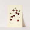 Prunus avium: Suda by Amanda Almira Newton