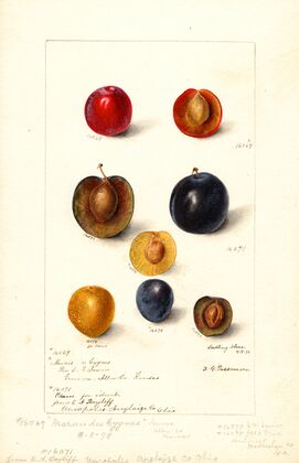 Prunus domestica