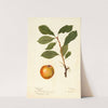 Prunus domestica by Deborah Griscom Passmore