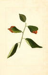 Prunus domestica