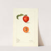 Prunus domestica: Bilona by Elsie E. Lower