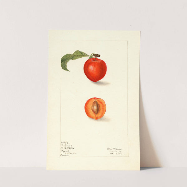 Prunus domestica: Bilona by Elsie E. Lower