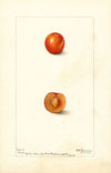 Prunus domestica: Eagle