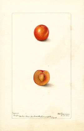 Prunus domestica: Eagle