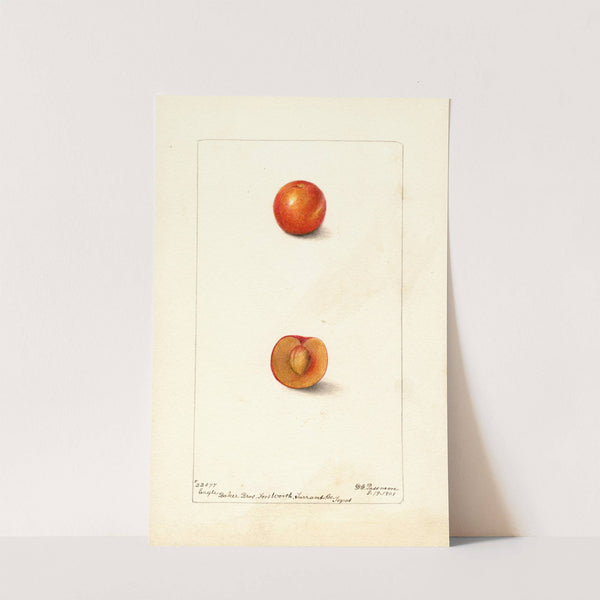 Prunus domestica: Eagle by Deborah Griscom Passmore