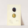Prunus domestica: Earliana by Mary Daisy Arnold