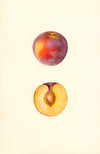 Prunus domestica: Farmosa