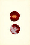 Prunus domestica: Flaming Delicious