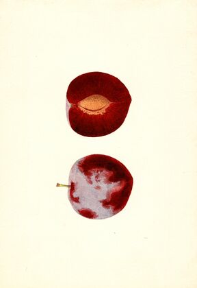 Prunus domestica: Flaming Delicious