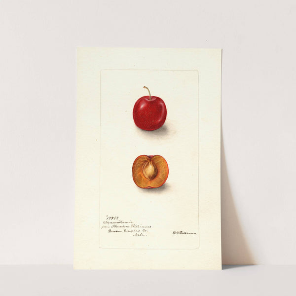 Prunus domestica: Forewattamie by Deborah Griscom Passmore