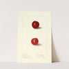 Prunus domestica: Free Silver by Ellen Isham Schutt