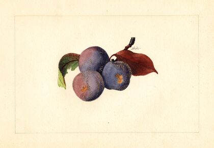 Prunus domestica
