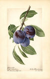 Prunus domestica: Lafayette