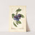 Prunus domestica: Lafayette by Royal Charles Steadman