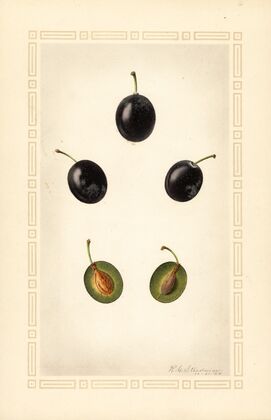 Prunus domestica: Mackinan