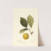 Prunus domestica: Madison by Deborah Griscom Passmore