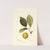 Prunus domestica: Madison by Deborah Griscom Passmore