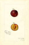 Prunus domestica: Mammoth Gold
