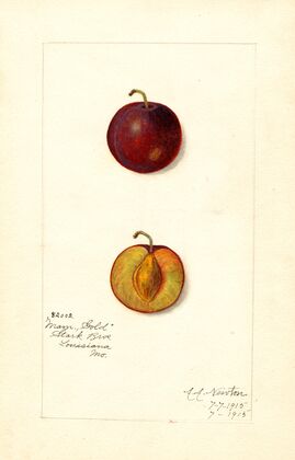 Prunus domestica: Mammoth Gold