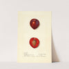 Prunus domestica: Methley by Harriet L. Thompson