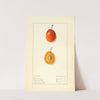 Prunus domestica: Munson by Ellen Isham Schutt