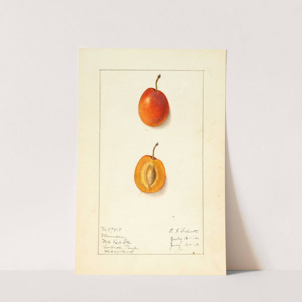 Prunus domestica: Munson by Ellen Isham Schutt