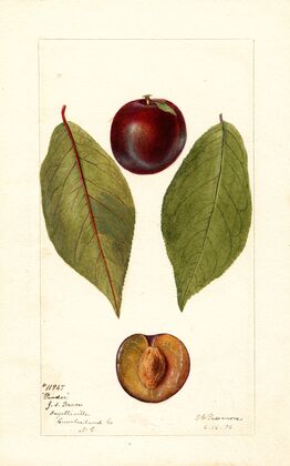 Prunus domestica: Pander