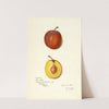 Prunus domestica: Prinlew by Amanda Almira Newton