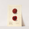 Prunus domestica: Rutland Plumcot (1907) by Ellen Isham Schutt
