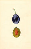 Prunus domestica: Stanley