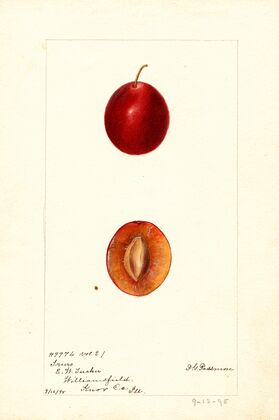 Prunus domestica: Truro