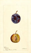 Prunus domestica: White Queen