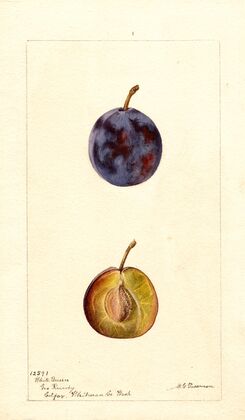 Prunus domestica: White Queen