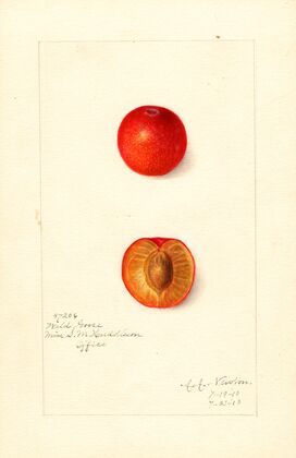 Prunus domestica: Wild Goose