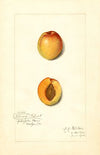 Prunus mume: Chas