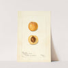 Prunus mume: Early Golden by Bertha Heiges