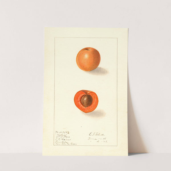 Prunus mume: Nellie by Ellen Isham Schutt