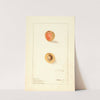 Prunus mume: Russian by Ellen Isham Schutt