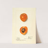 Prunus mume: Sharpe by Harriet L. Thompson