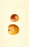 Prunus persica