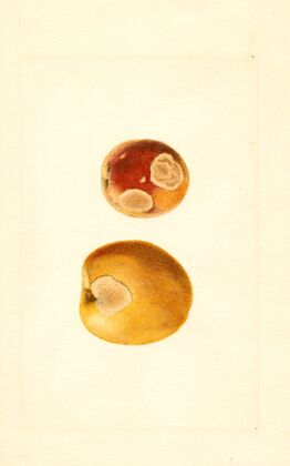 Prunus persica