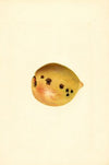 Prunus persica