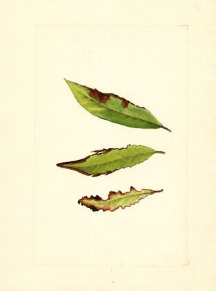 Prunus persica