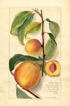 Prunus persica