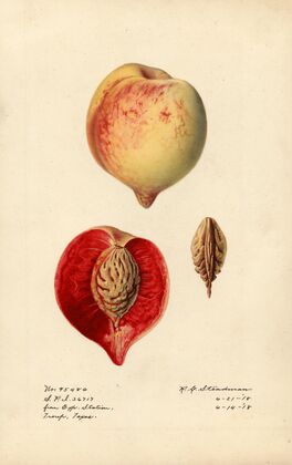 Prunus persica