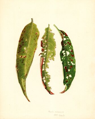 Prunus persica