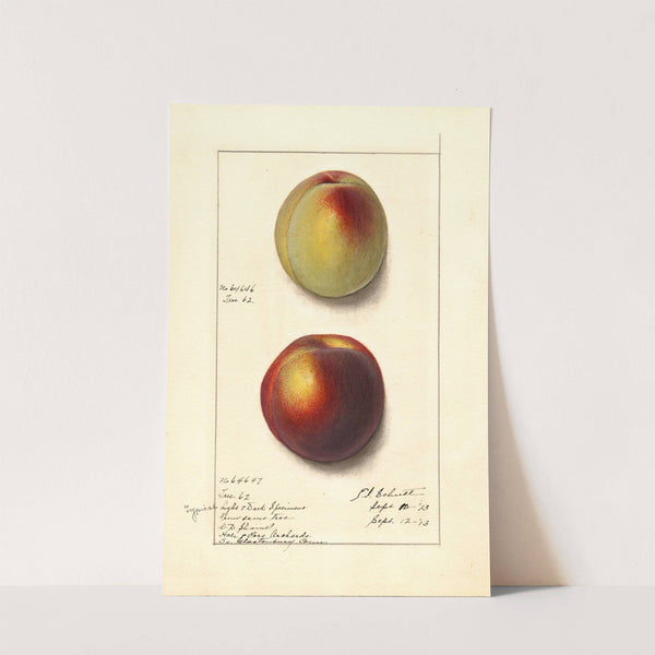 Prunus persica by Ellen Isham Schutt